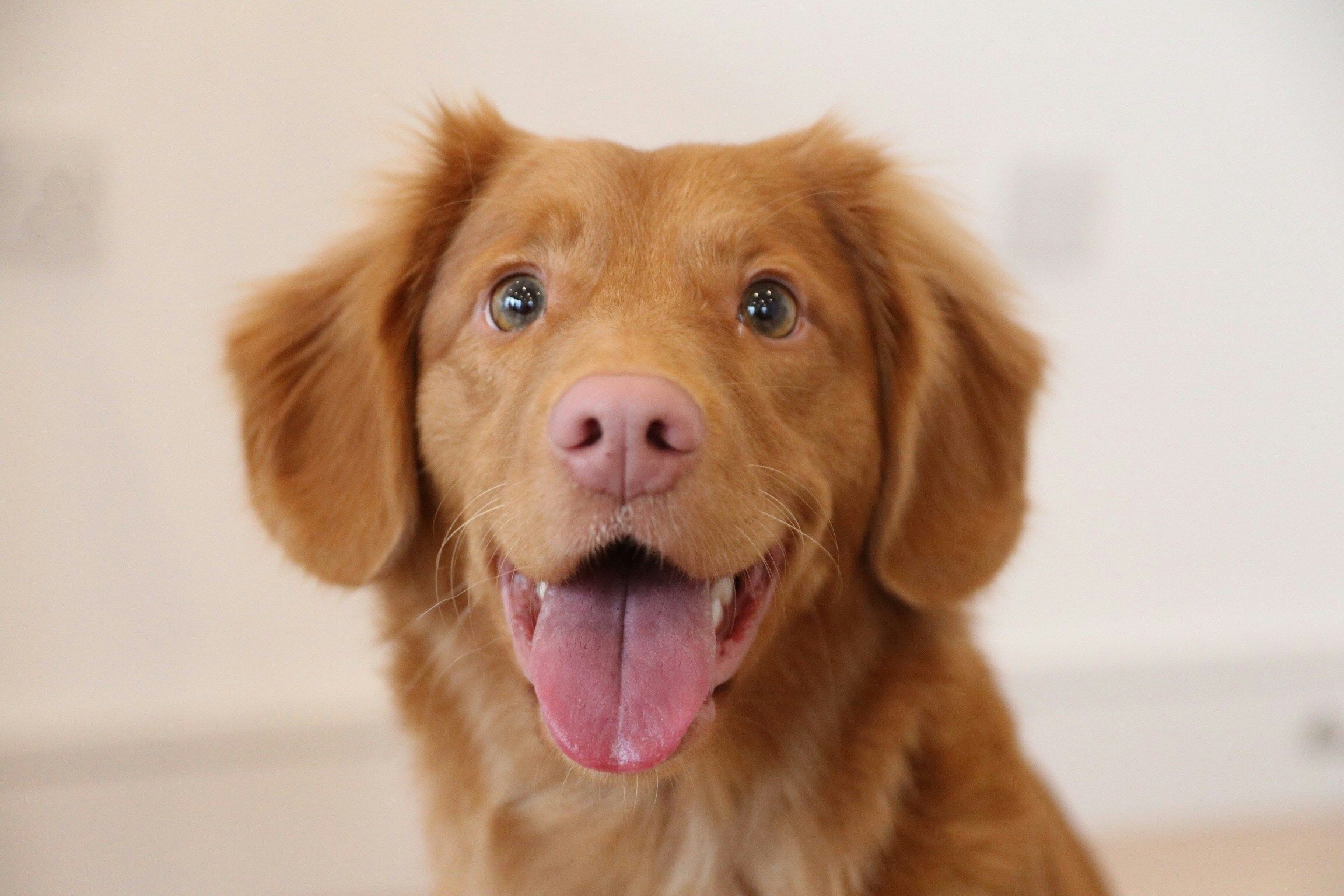 New Guide Helps Agents with Tenant Pet Requests