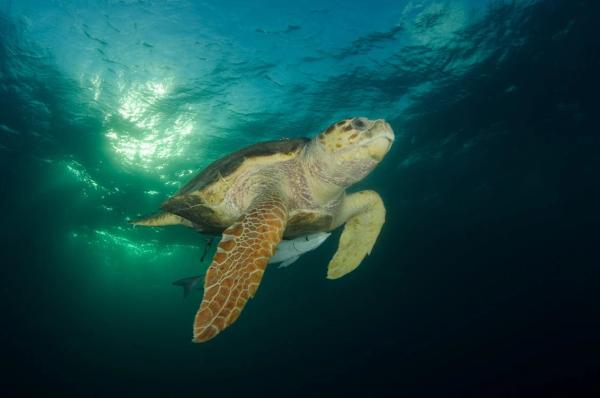 Turtle swimming in the ocean