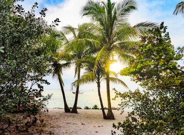 miami beach with trees
