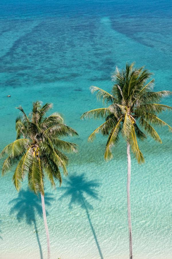 Palm trees and crystal clear blue ocean