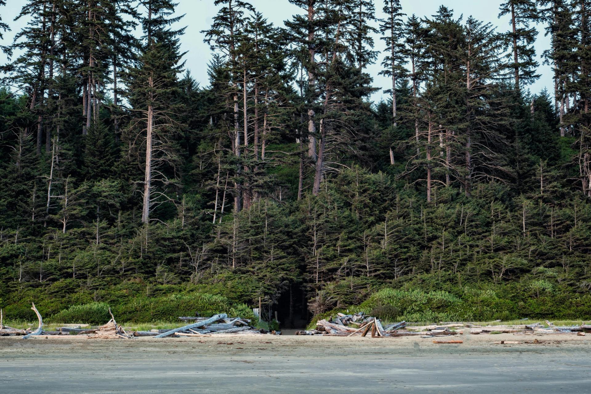 Entrée de la plage entourée d'une forêt tropicale tempérée