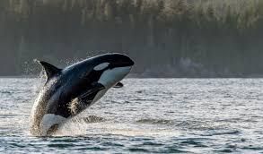 Whale Watching Tours