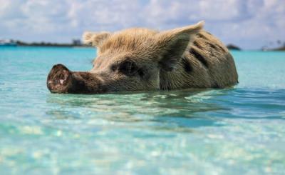 White spotted pig swimming in tropical water