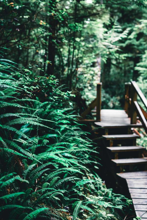 Boardwalk in temperate rainforest with ferns on the sides