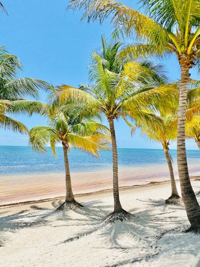 Finger of white sand beach with a palm tree, surrounded with turquoise water