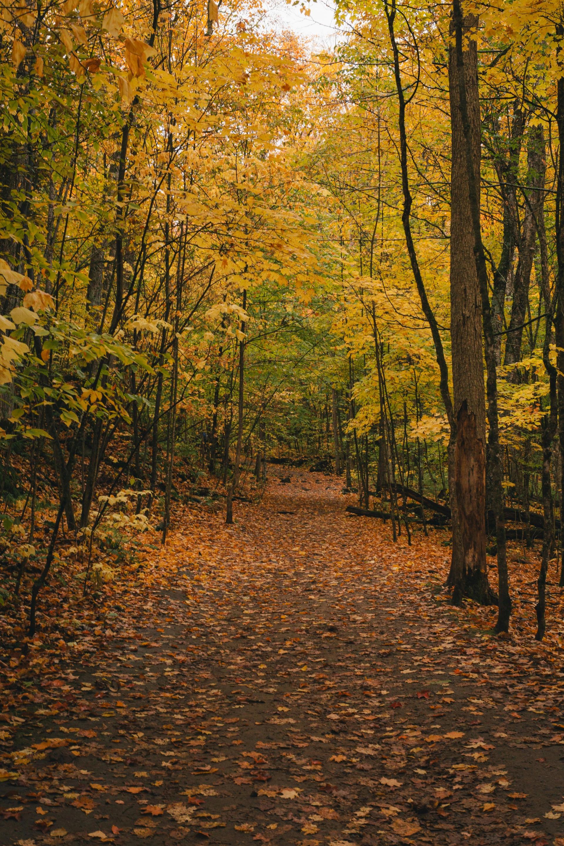 Forest trail with fallen leaves