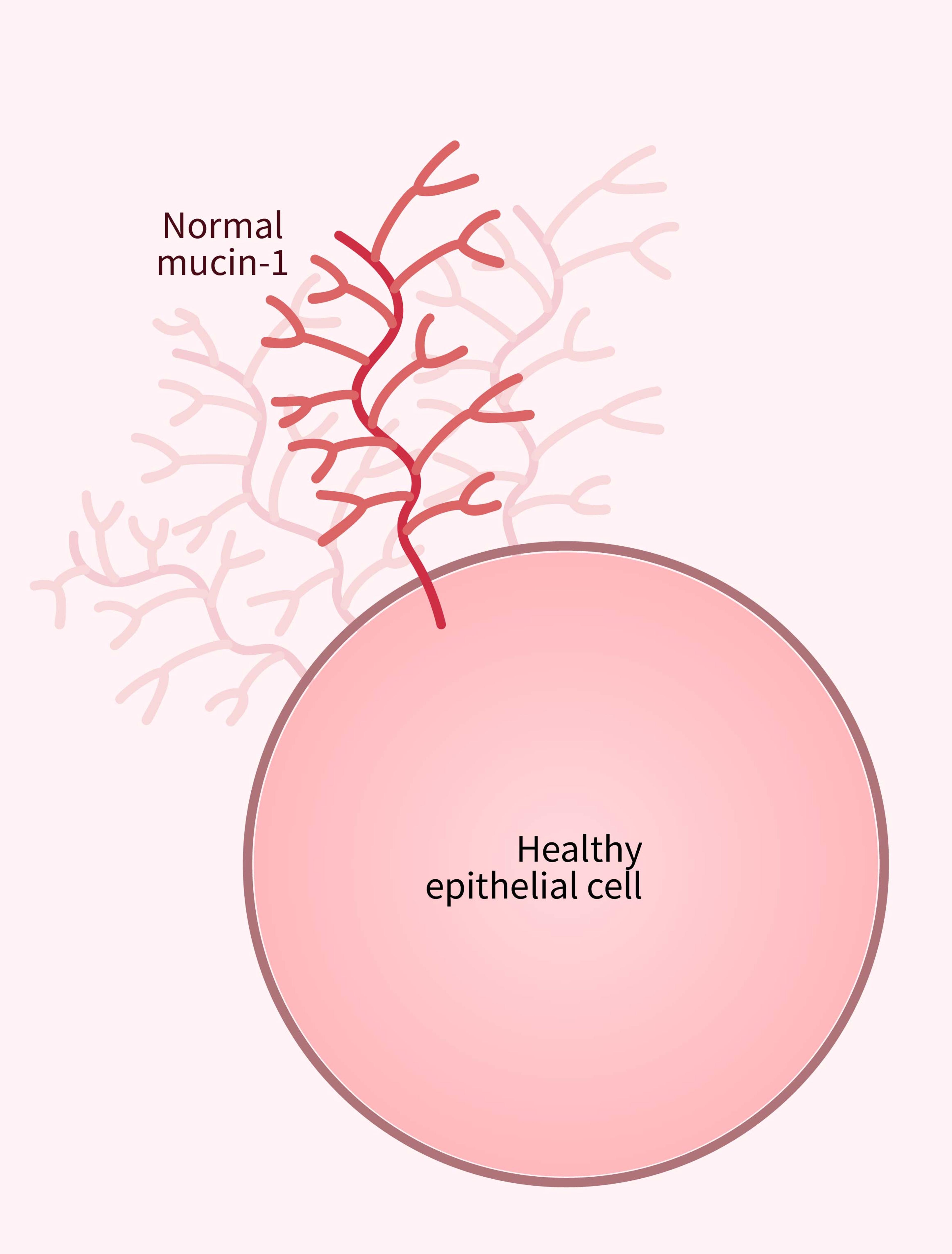 Illustration of a healthy epithelial cell with a branching mucin-1 attached.