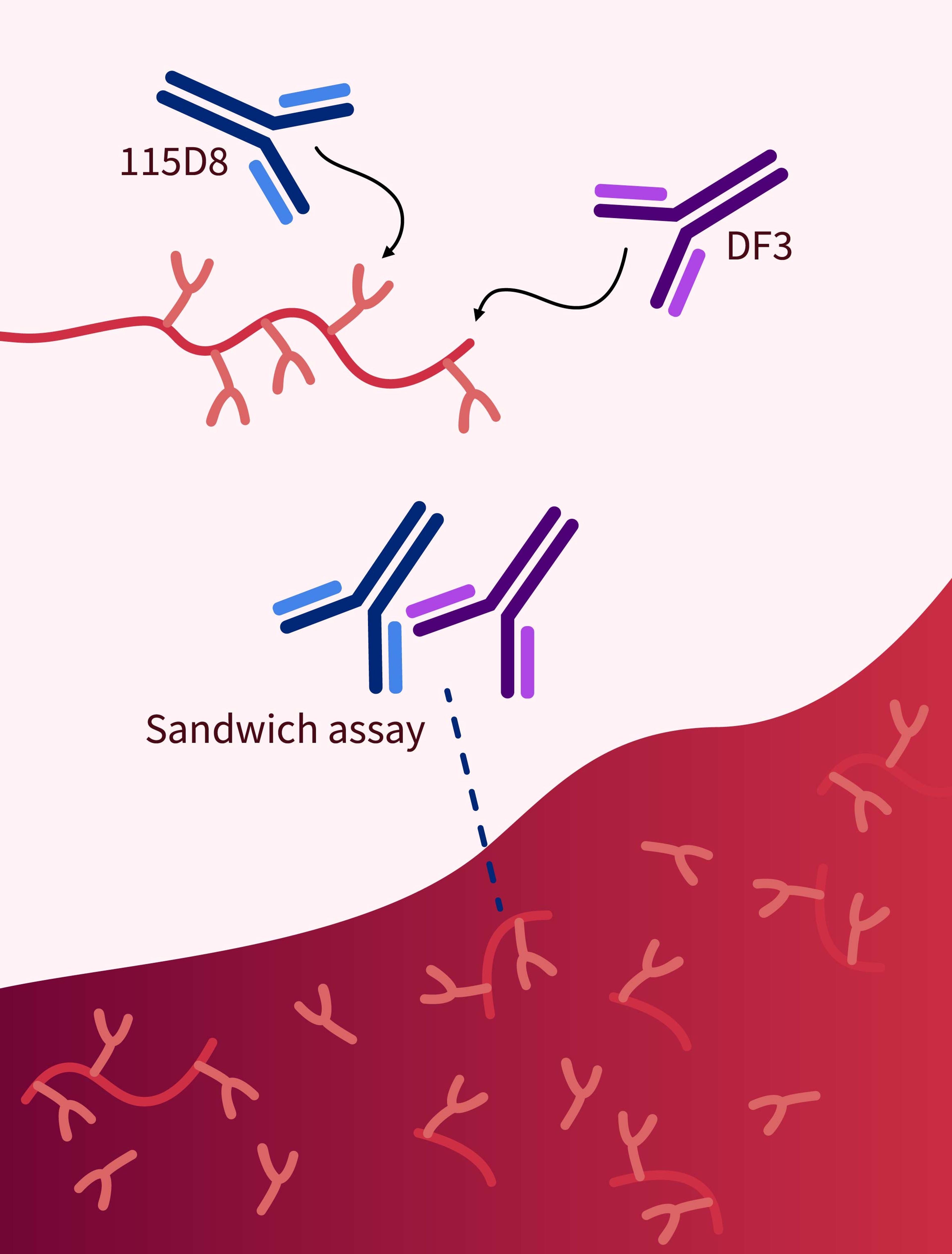 Diagram illustrating a sandwich assay where two different antibodies, 115D8 and DF3, recognise mucin-1.