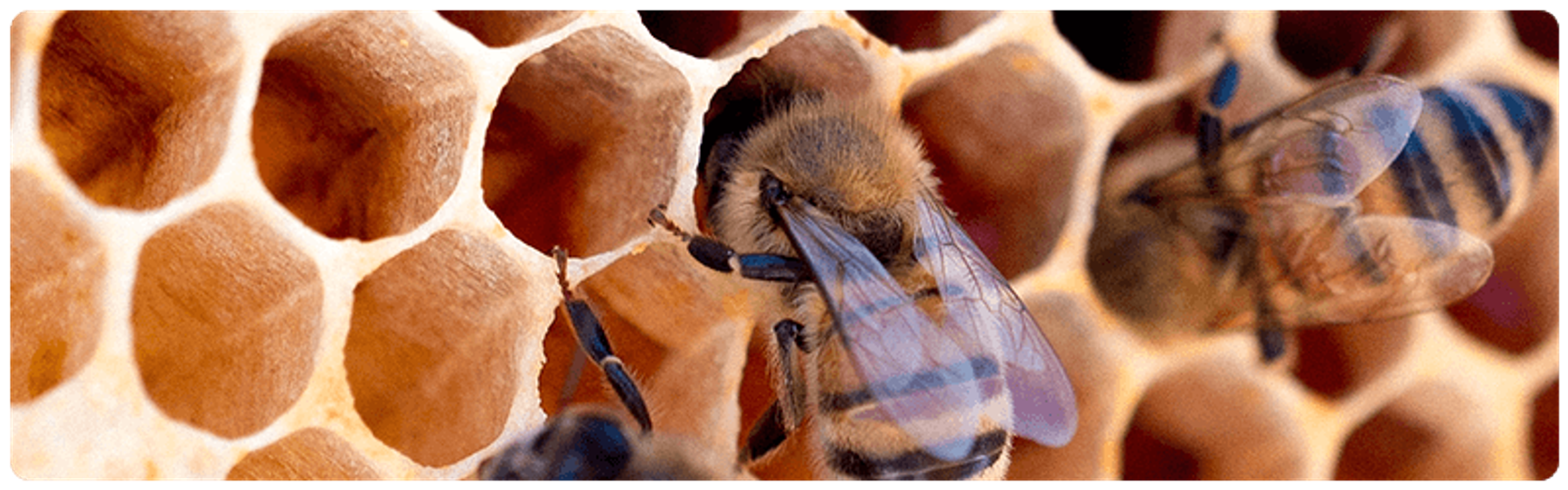 A zoomed in photo of three bees working on honeycomb.