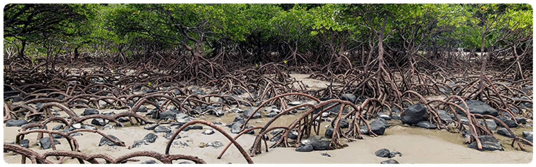 A photo of many mangroves growing on a wet beach.