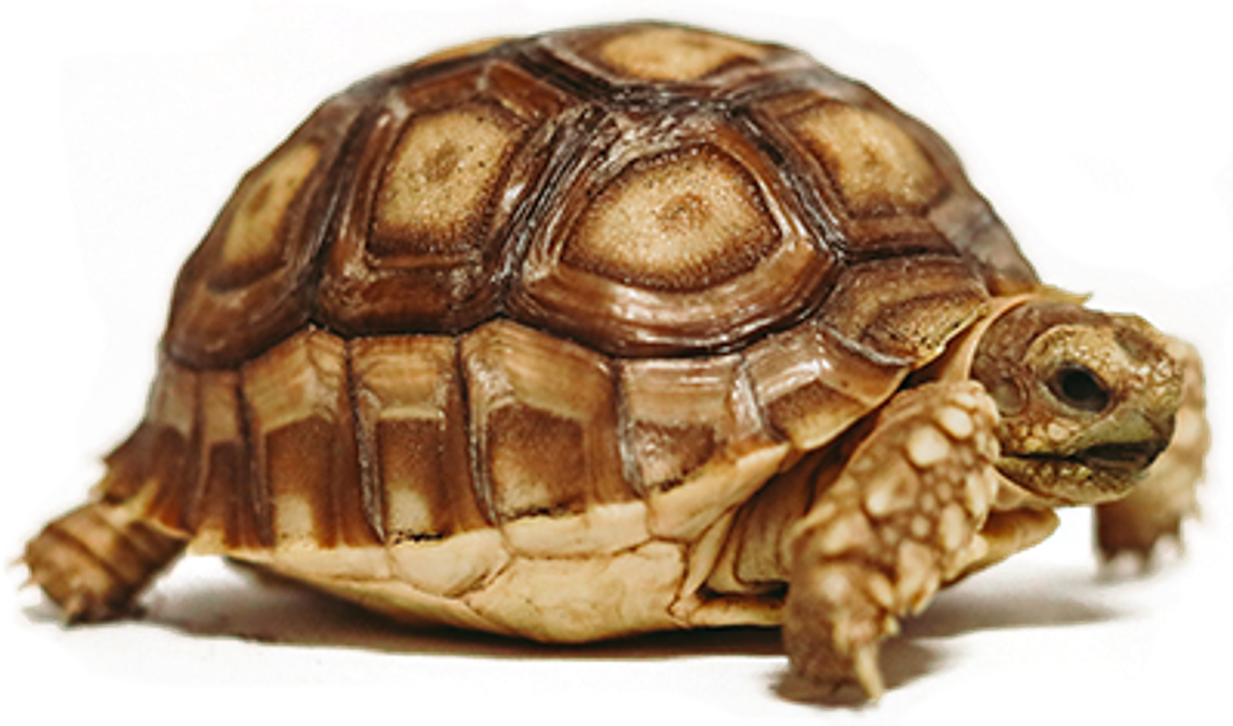 A small tortoise on a blank background.