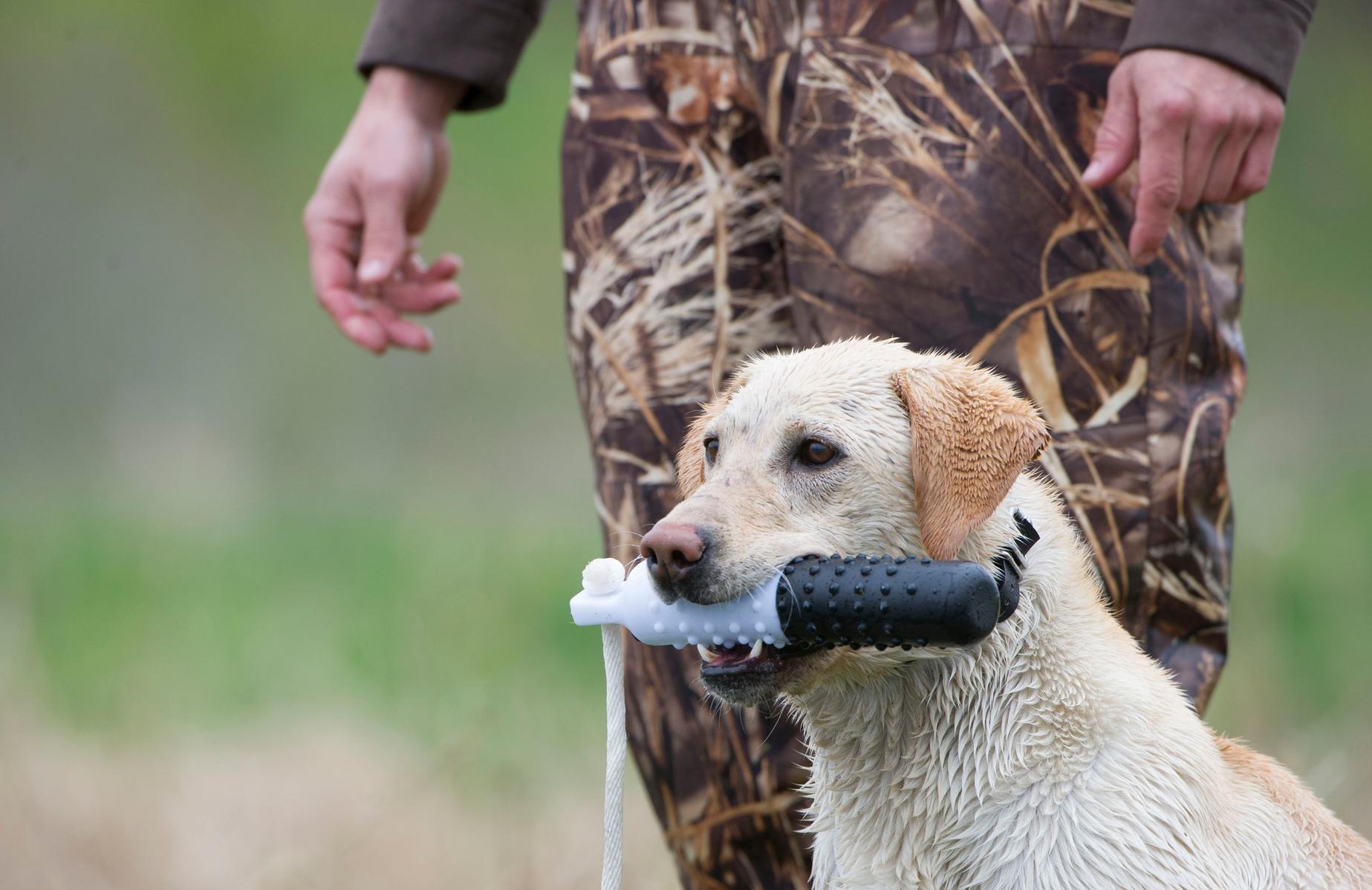 Yellow lab holding bumper in mouth
