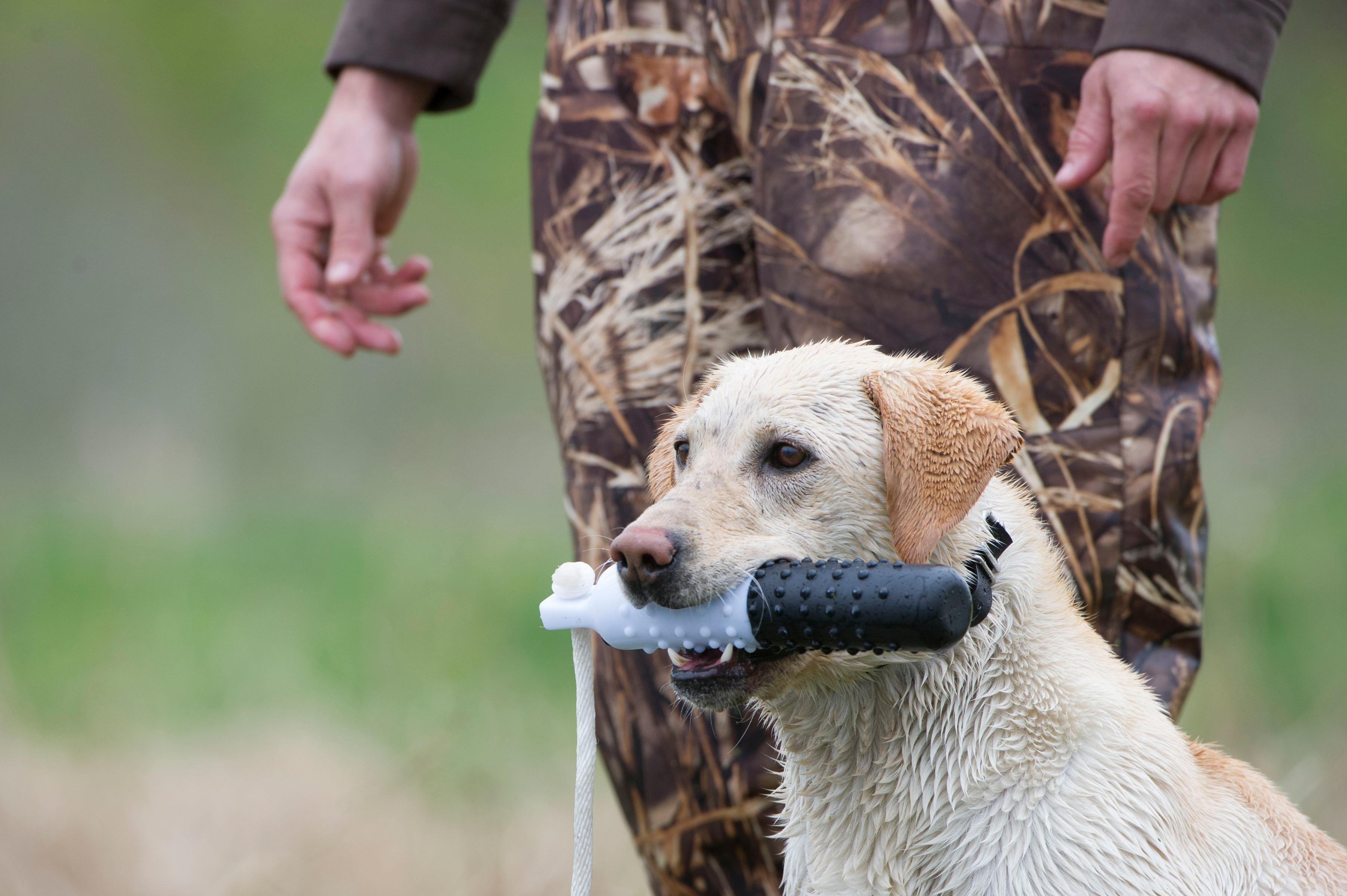 Yellow lab holding bumper in mouth