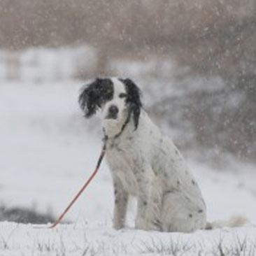 Working Your Dog in the Winter