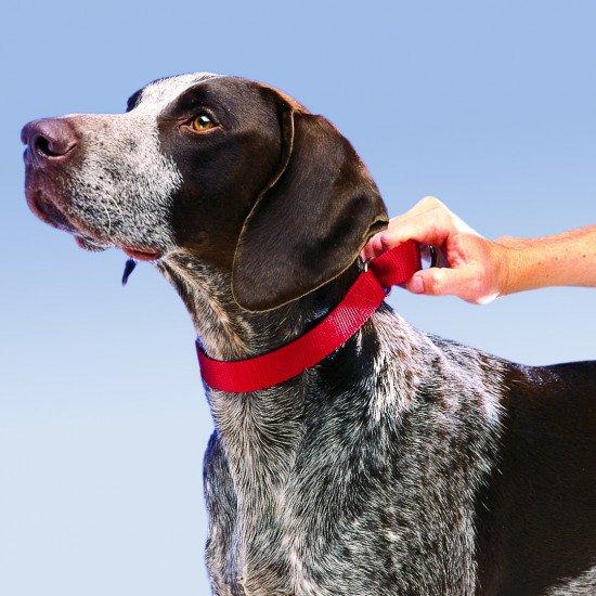 8 Best Collars