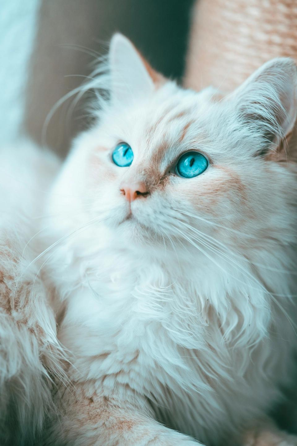 Birman Cat