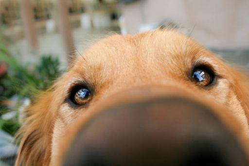 Botanical Basics for Your Dog