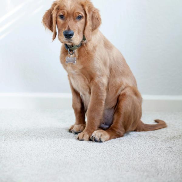 Dog sitting on the floor
