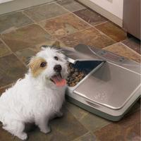 dog by automatic feeder