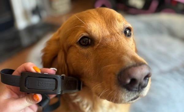 Golden retriever with Guardian GPS 2.0 + Tracking