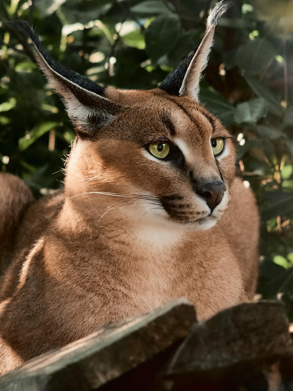 Caracal Cat