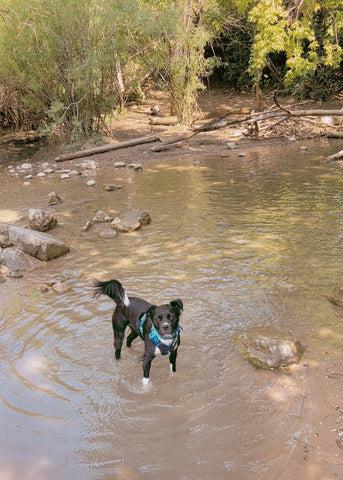 Big Judy enjoying the river.