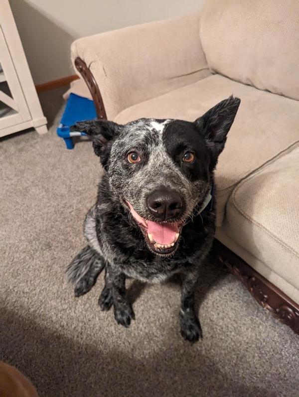 blue heeler sitting looking at camera