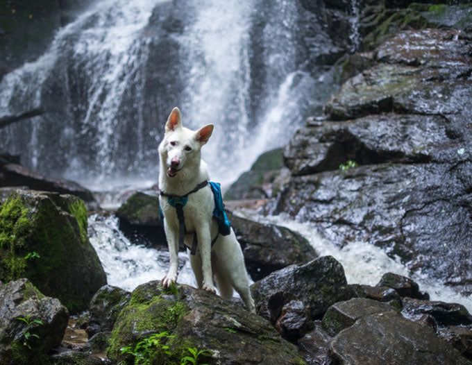 Dog Friendly Hikes in Oregon