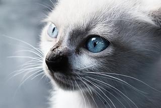 Balinese White Cat