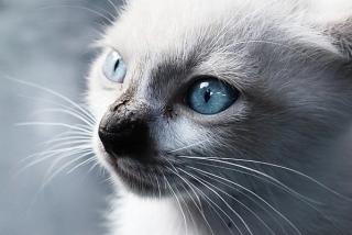 Balinese White Cat
