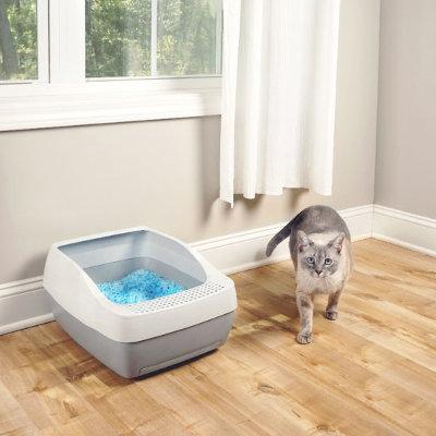 Why Do Dogs Eat Cat Poop? 10 Ways to Help Them Stop