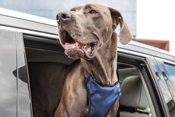 Dog looking out of car door
