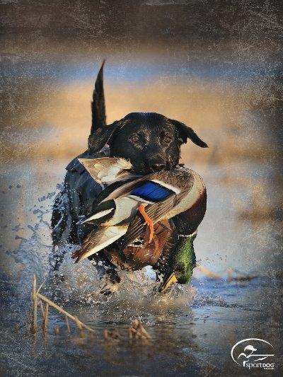 Dealing with Hunting Dog Injuries