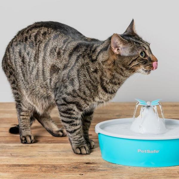 cat and water fountain
