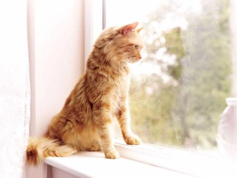 ginger cat on window sill