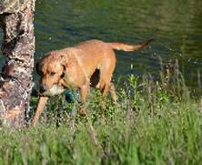 Retriever Training: The Transition to Water