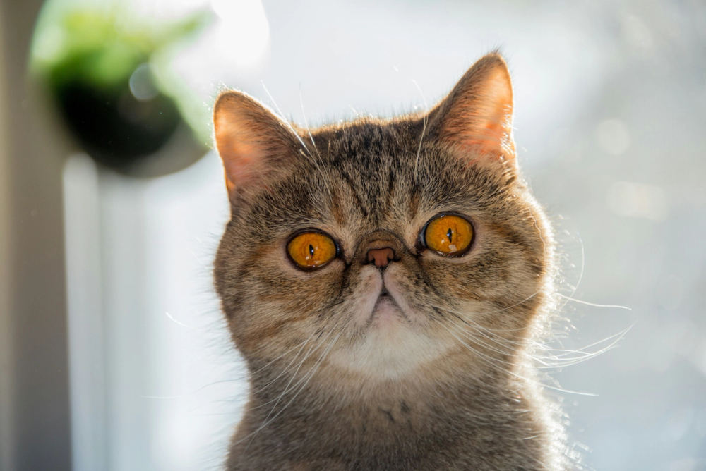 Exotic Shorthair Cat