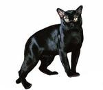 Bombay cat