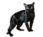 Bombay cat