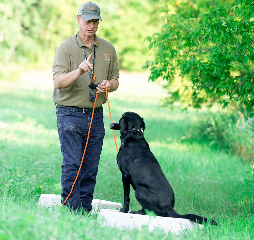 Black lab sitting on platform with trainer standing in front with check cord in hand