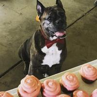 dog with cupcakes