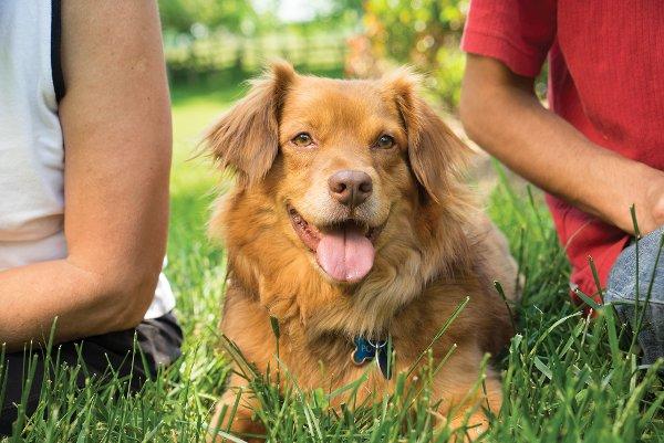 DNA Testing Your Dog