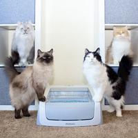 cats with litter box