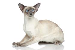 Siamese cat