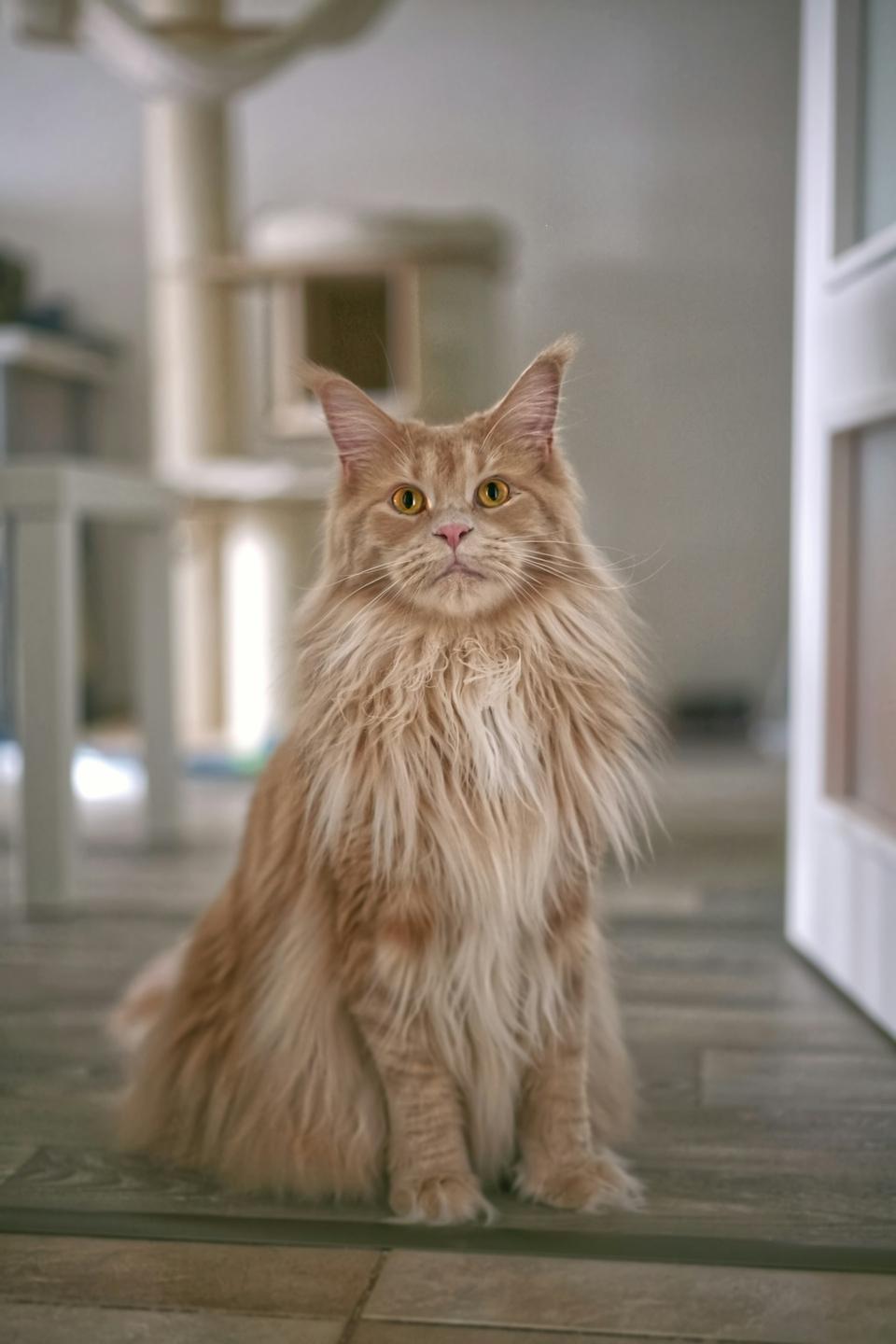 Maine Coon