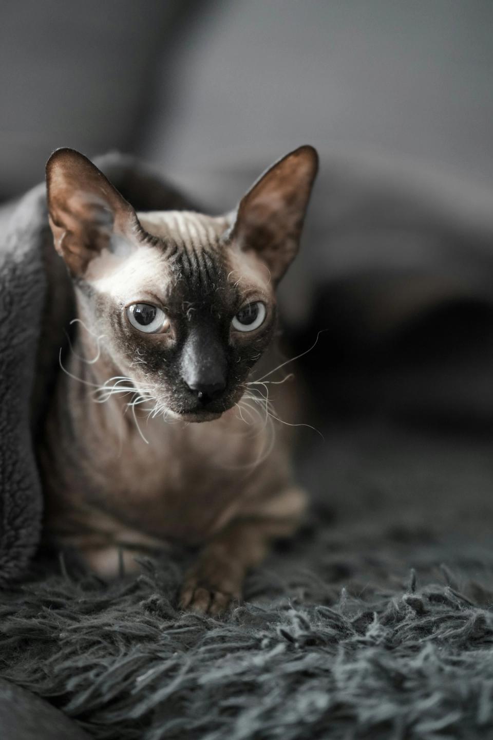 Sphynx cat
