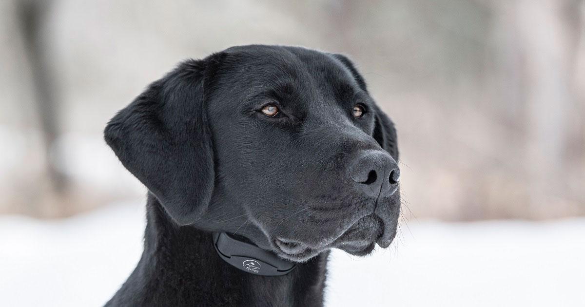 Finding the Right NoBark Collar for Your Hunting Dog