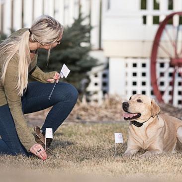 What you MUST Understand About Dog Containment Systems and E-Collar Training