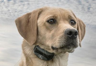 dog wearing FieldTrainer collar