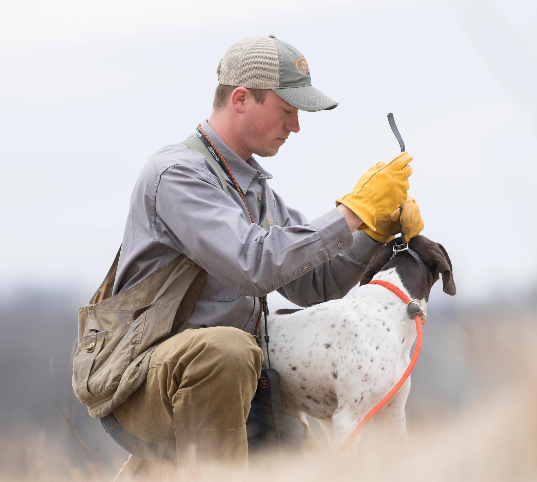 man putting e-collar on German shorthaired pointer